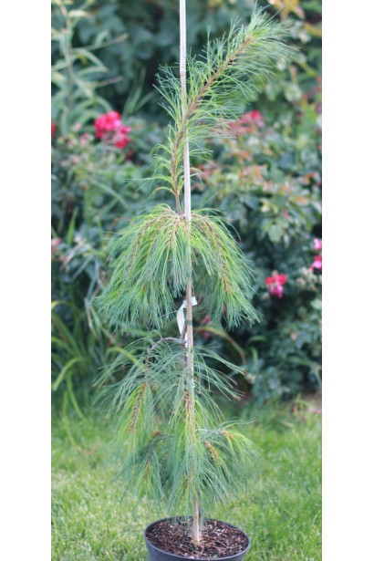 Саджанець сосни веймутової Пендула